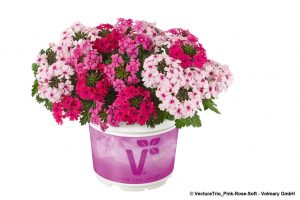 VER_VecturaTrio_Pink-Rose-SoftPinkEye_482284