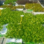 Salat - Jetzt in den Garten und bald genießen